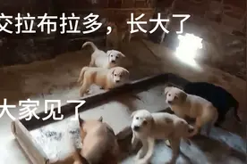 杂交拉多，长得真快，短短十多天，长了三斤，做种一流视频封面