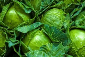 卷心菜的属性，作用及禁忌