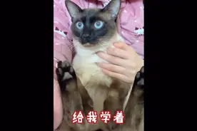 粉丝发来了自家猫咪的叼球视频，我放给高小弟学一学视频封面