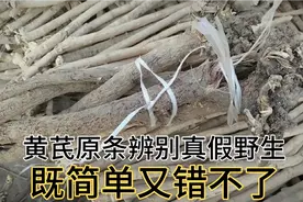 只看三点，原条辨别真假野生黄芪既容易又错不了，再也不怕假货了视频封面