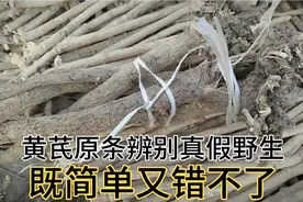 只看三点，原条辨别真假野生黄芪既容易又错不了，再也不怕假货了视频封面