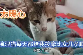 流浪猫来我家是报恩的，每天帮我按摩比女儿都孝顺，太暖心了视频封面