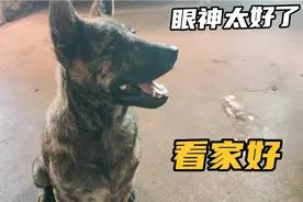 小虎斑的眼神太好，一只小小虫子也逃不过它的眼睛，看家的小帮手视频封面