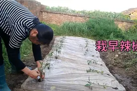看村妇是怎样栽辣椒苗的，看似简单，其实很有讲究视频封面