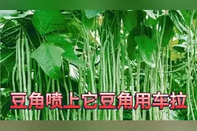 豆角开花期，喷上磷酸二氢钾加上它，结的豆角用车拉视频封面