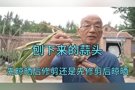 采收的大蒜，把晾晒和修剪的先后顺序弄颠倒了会吃亏的。