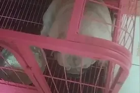 狗狗吃苹果。视频封面