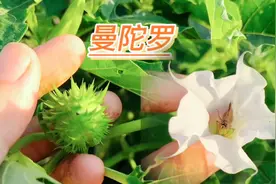 农村路边的大麻子原来就是“曼陀罗”，古代用来做麻沸散和蒙汉药视频封面