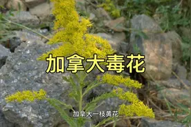 外来物种加拿大一枝花——毒花简介视频封面