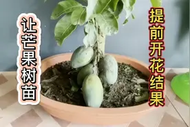 让芒果树苗提前开花结果有妙方，教你栽种出硕果累累的水果盆栽视频封面