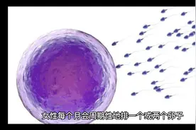 女性每个月会周期性排一个或两个卵子