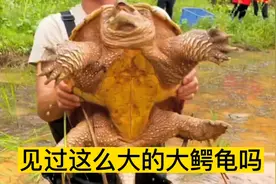乐乐表哥，包下一口荒废十几年老鱼塘，没想到竟然挖出巨型大鳄龟视频封面