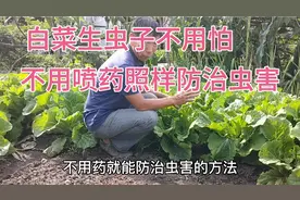 白菜等蔬菜生虫子又不想喷药？用这个方法，效果好还没有任何危害