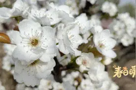 三月    满园梨花白如雪