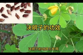 决明子的功效与作用视频封面
