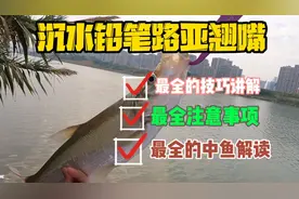 沉水铅笔路亚翘嘴，最全的技巧解读，不仅高效，连白条都能钓到视频封面