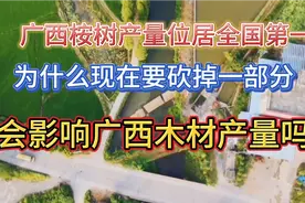 广西广东把桉树叫发财树，现在为何要砍掉！是改种更赚钱的甘蔗吗视频封面