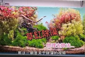 草缸鱼缸里长了很顽固的藻类“物理除藻法”不花一分钱全部搞定！视频封面