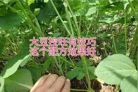 大豆控旺有技巧，在这个时间打控旺剂，结荚多产量高品质好视频封面