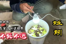 在家养蚯蚓怎样才能不死不逃？这个方法你值得一试视频封面