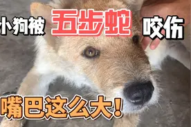 小狗晚上散步被五步蛇咬到头，嘴巴肿这么大！太危险了！视频封面