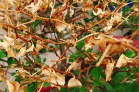 三角梅叶子干枯脱落不怕，做好着三点，不断冒出新叶片！视频封面