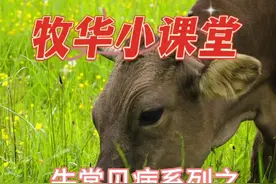 牧华农牧小课堂系列之牛感冒的治疗方法视频封面