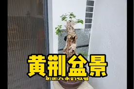 黄荆盆景，黄荆盆景的修剪制作与日常维护黄荆盆景下山桩的意境视频封面