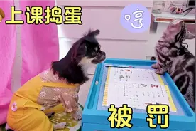 狗狗和猫咪上课了，狗狗调皮捣蛋，终于被罚视频封面