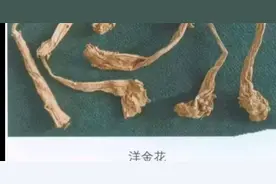 洋金花有平喘止咳、止痛、止痉等功效，可治疗哮喘、脘腹（腹部）视频封面