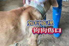 如何快速处理狗狗伤口视频封面