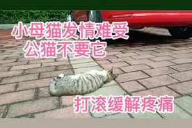 可怜流浪母猫不好看，公猫们看不上，发情期只能打滚缓解痛苦。视频封面