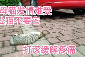 可怜流浪母猫不好看，公猫们看不上，发情期只能打滚缓解痛苦。视频封面