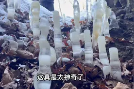 4害之1的蚊子 在东北零下几十度的天气里 如何过冬？看完你就知道视频封面