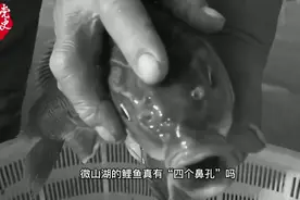 毛泽东为何特地问起微山湖“四个鼻孔”的鲤鱼？视频封面