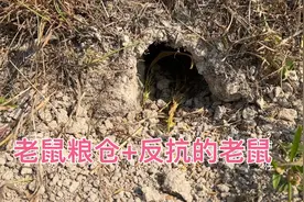 挖开农田老鼠洞，粮仓堆满稻谷，遇见反抗的老鼠视频封面