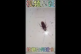 视频见证蟑螂如何进食