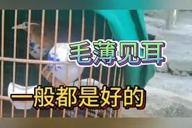 毛薄见耳怎么看？耳朵在哪里？百闻不如一见，这种一般都是好鸟