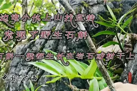 边境小伙上山找盆栽发现了野生石斛，石斛一般生长在岩石或树干上视频封面