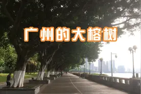 珠江两岸的大榕树，冠盖如云，为人们遮阴纳凉休闲提供了好去处！视频封面