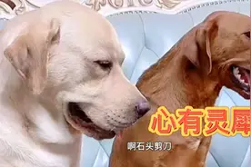 主人和狗子们猜手心手背，老四父子俩心有灵犀，把把都一伙！视频封面