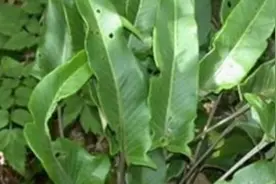 石韦具有利尿通淋，清肺止咳和凉血止血的功效，可治疗尿路结石视频封面