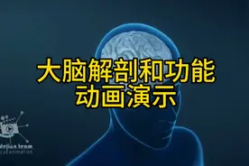 精品医学科普：大脑解剖和功能动画演示，值得收藏！