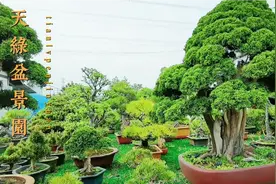 造型盆景枝干部分枯死即失枝的几个原因，以及可以采取哪些措施视频封面