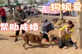 美女带亲手养大狗妮来相亲，成婚了还抱在怀里，感情真的是太深了视频封面