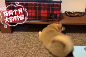 我家柴犬长大了！记录路2个月大到1岁，谢谢你的陪伴！我们爱你