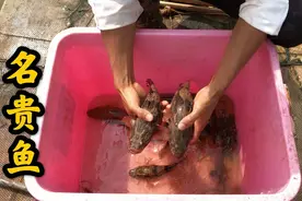 这种鱼营养价值丰富，只有南方小河才有，许多人却不认识它视频封面