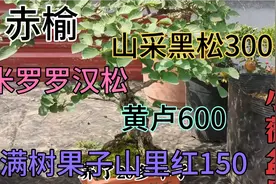 大集上也能遇到好品种罗汉松，难得一见的米罗罗汉松老板要价700视频封面