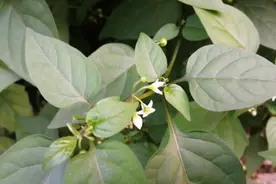 这种野草即可食用又有药用功效，吃过吗？视频封面