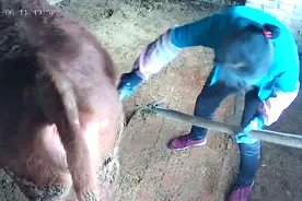 看看我的牛牛视频封面